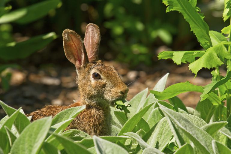 Gobierno de Navarra insta a agricultores y cazadores a colaborar para gestionar población de conejos
